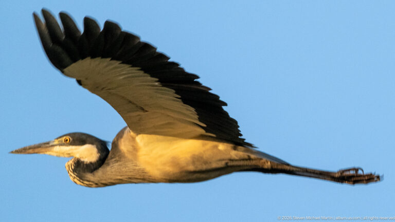 Black-headed heron flying across blue sky with one wing raised, neck retracted, and long legs trailing.