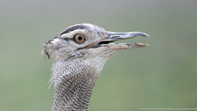 Close head-and-neck portrait of a Kori bustard with pale eye, long gray bill, and finely barred neck.