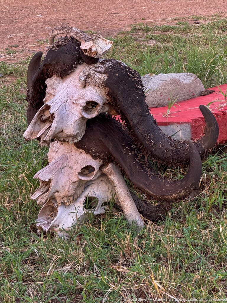 Stacked weathered African buffalo skulls with large curved horns lying on grass beside a red-painted object.