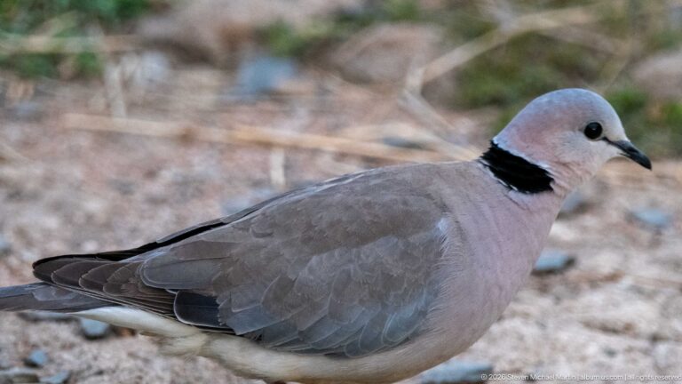 Pale gray ring-necked dove in side profile on the ground, showing a narrow black collar on its neck.