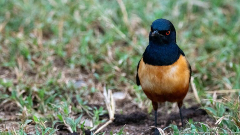 Hildebrandt’s starling standing on short grass, with glossy blue head and chest, orange belly, and red eye.
