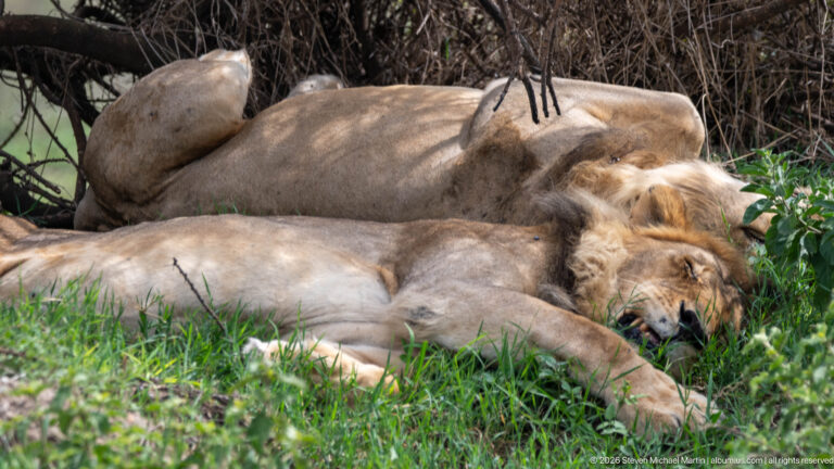 Several lions resting together beneath brush, with a maned adult male in the foreground.