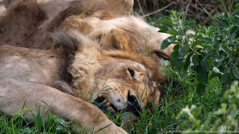 Sleeping adult male lion in grass with other resting lions close behind him.