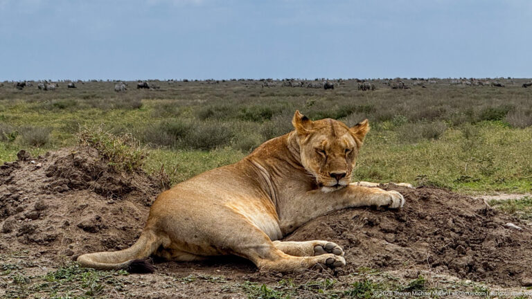 Adult lioness reclining on bare earth with head raised, open savanna and distant grazing animals behind her.