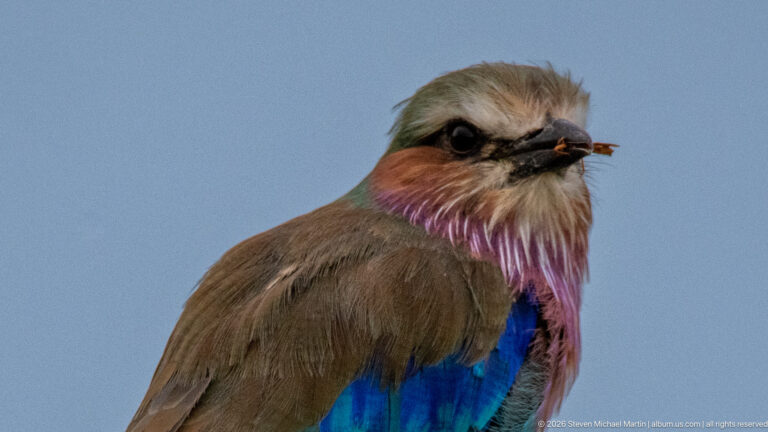 Close lilac-breasted roller holding a small insect in its bill against a plain blue-gray sky.