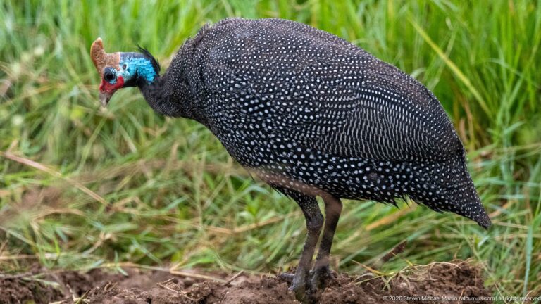 Helmeted guineafowl standing in grass, with white-spotted dark plumage, blue face, red wattles, and casque.
