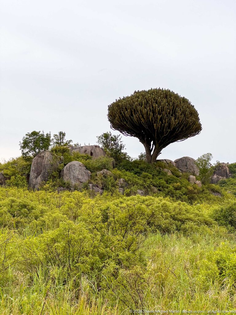 Broad flat-crowned candelabra succulent standing above green scrub and scattered rocks at Simba Kopjes.