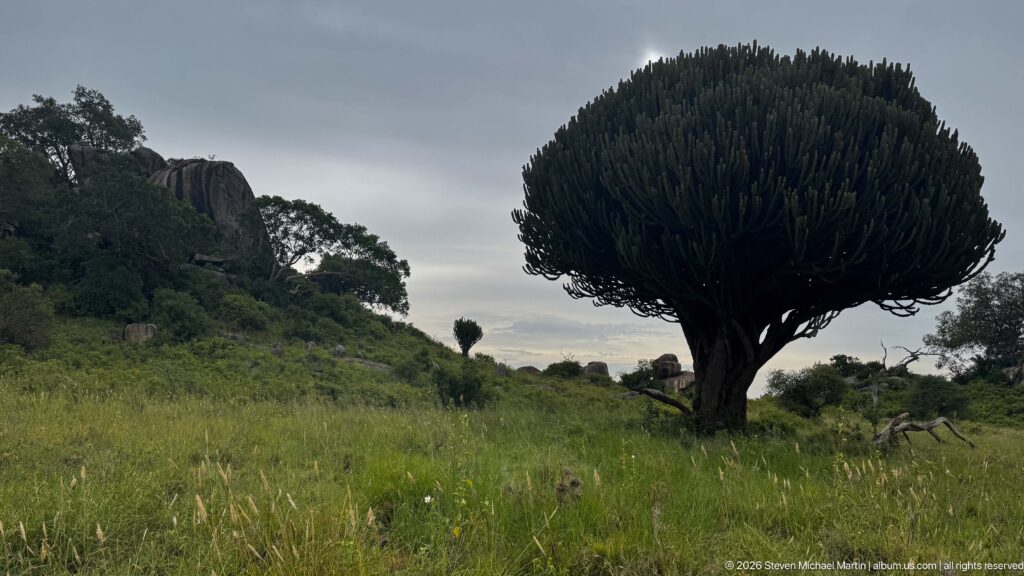 Large candelabra-shaped succulent with dense upright crown standing in grass beside dark Simba Kopjes rocks.