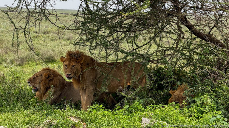 Several lions resting beneath low tree branches, including two clearly visible maned males amid dense green vegetation.