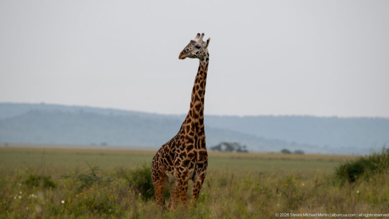 Single giraffe standing in open Serengeti grassland with a low hazy ridge on the horizon.