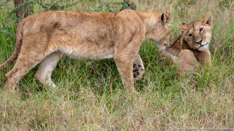 Standing lioness passing close to a reclining lion, their faces nearly touching in green grass.
