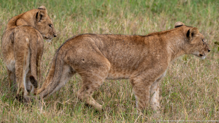Juvenile African lion walking in side profile with another lion partly visible behind it.