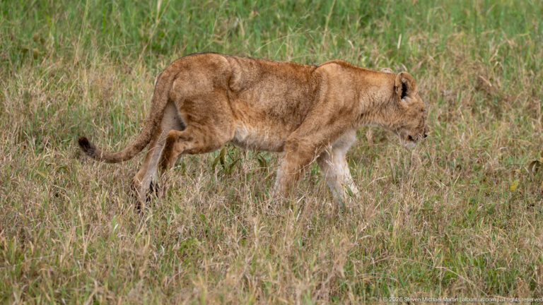 Adult lioness walking broadside through grass with her head slightly lowered and tail curved behind.