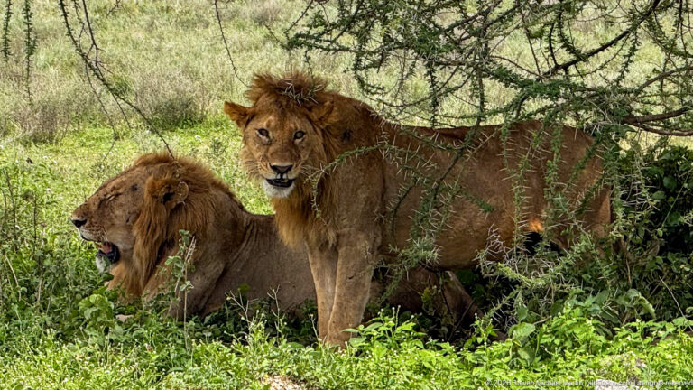 Two maned male lions beneath a leafy tree, one standing toward the camera and the other lower in dense vegetation.