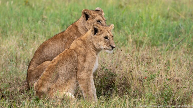 Two young African lions sitting close together in grass and looking to the right.