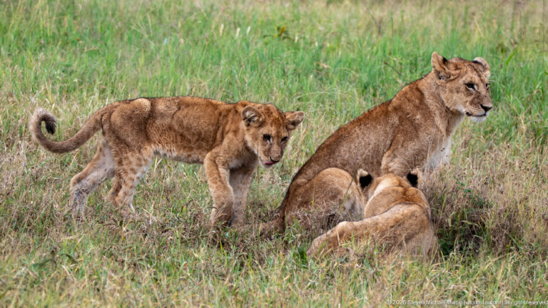 Young lion standing beside a seated adult and a reclining pride member in short green grass.