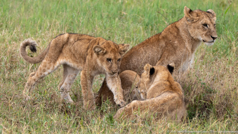 Juvenile lion stepping between resting pride members in grass, its forepaw raised and tail curled.