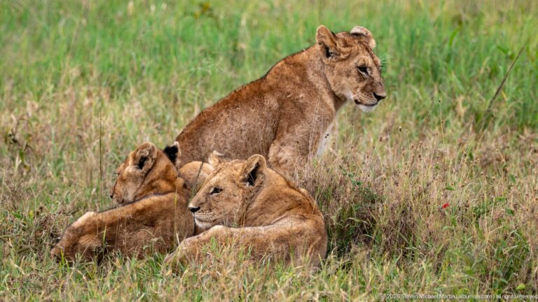 Small group of lions resting in grass, with one seated young lion behind a reclining adult female.