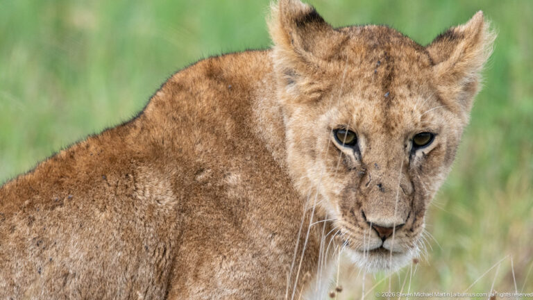 Close portrait of a juvenile African lion with a lightly spotted tawny coat against blurred green grass.