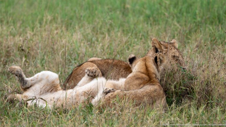 Adult lioness grooming or nuzzling another resting lion among a closely grouped pride in tall grass.