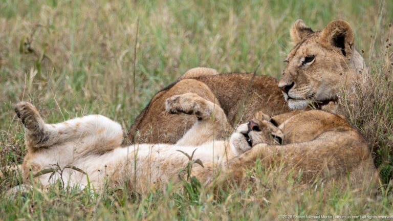 Lionesses and cubs resting closely together in tall grass, with one adult female sitting alert.