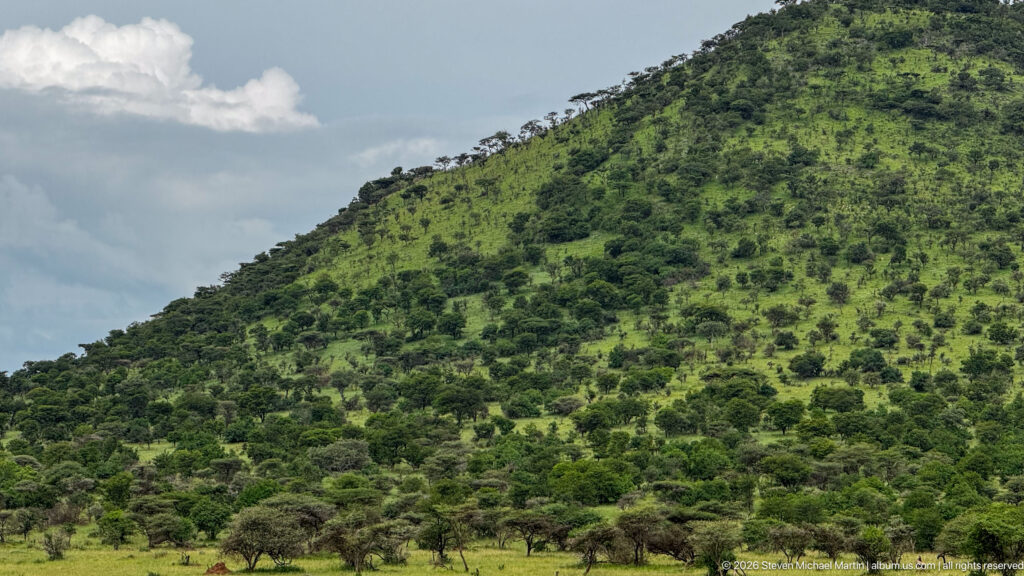 Steep green kopje slope covered with shrubs and scattered trees above open Serengeti grassland.