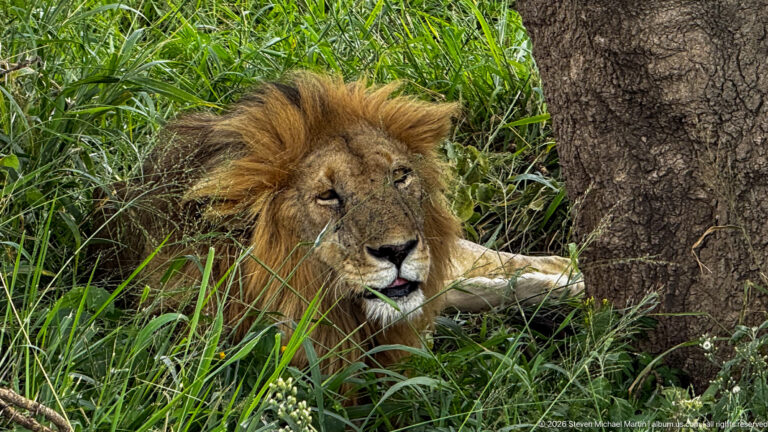 Adult male lion with a full tawny mane resting in tall green grass beside a rough tree trunk.