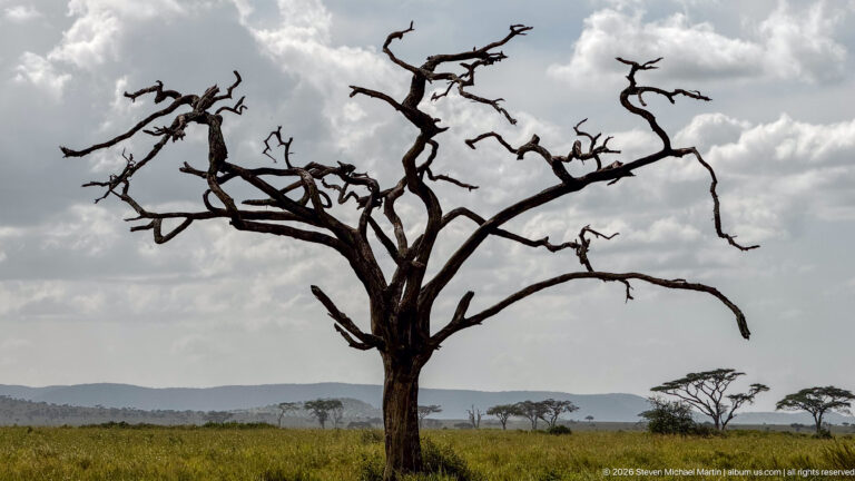 Bare-branched dead tree rising from green savanna, with scattered flat-topped trees and low hills beneath a cloudy sky.