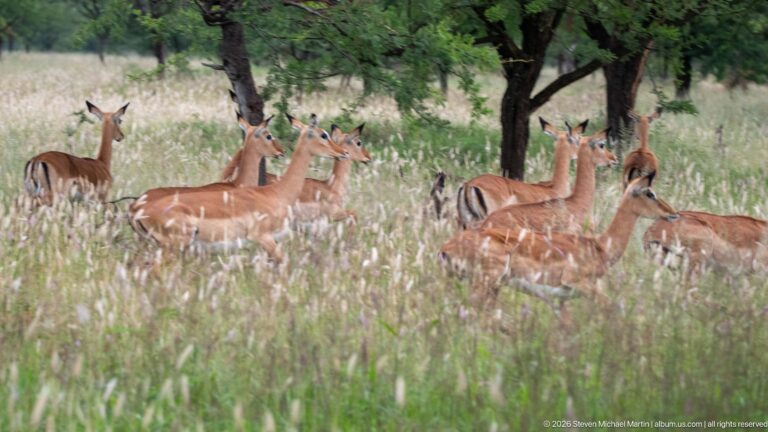 Herd of mostly female and young impalas standing alert in tall grass beneath scattered trees.