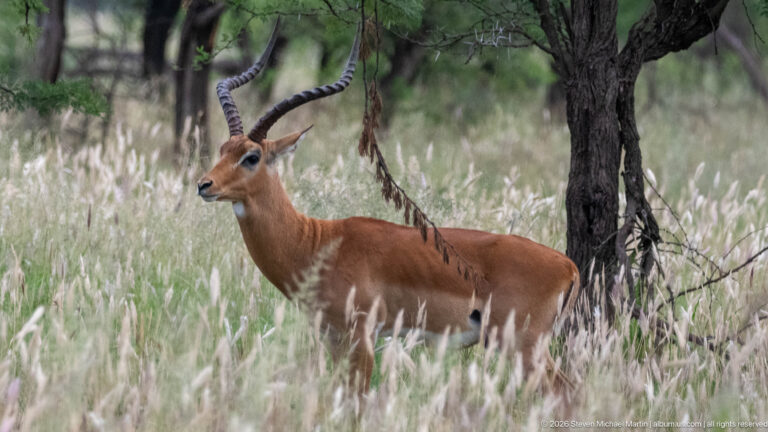 Adult male impala standing in pale grass under trees, with long ridged lyre-shaped horns.