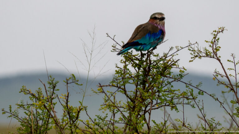 Lilac-breasted roller perched on the top branches of a thorny shrub above a blurred distant plain.