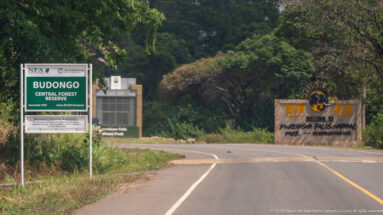 Road junction with Budongo Central Forest Reserve and National Forestry Authority entrance signs.
