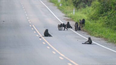 Several olive baboons sit and walk across a paved road beside dense green forest.