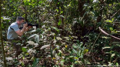 Crouching photographer aims a long telephoto lens through dense green understory and tangled forest stems.