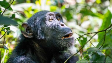 Eastern chimpanzee in side view looking upward with mouth slightly open against bright green foliage.