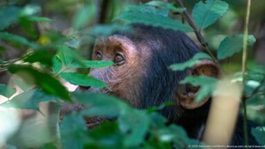 Eastern chimpanzee’s face partly hidden behind green leaves, with one eye and ear clearly visible.