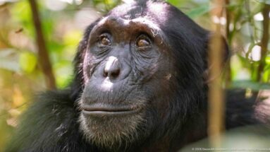 Close-up of an eastern chimpanzee’s wrinkled face and dark eyes against softly blurred forest vegetation.