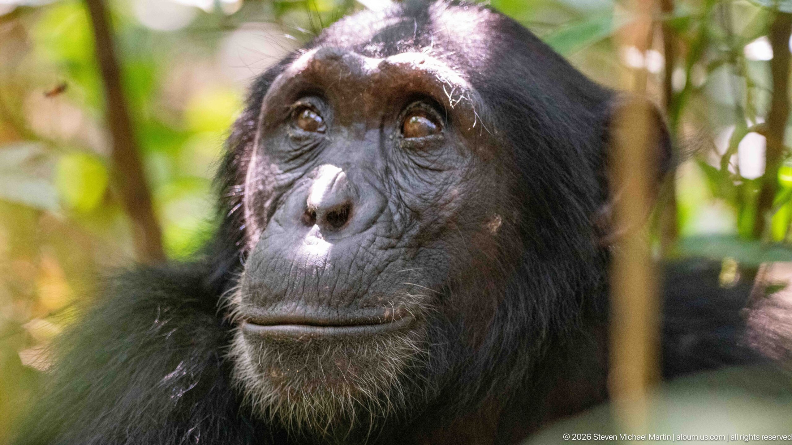 Chimpanzee