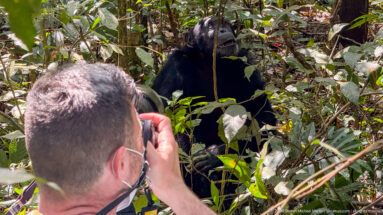 Photographer seen from behind aiming a camera at an eastern chimpanzee seated among dense forest plants.