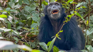 Upright eastern chimpanzee in dense foliage with mouth open and head raised.