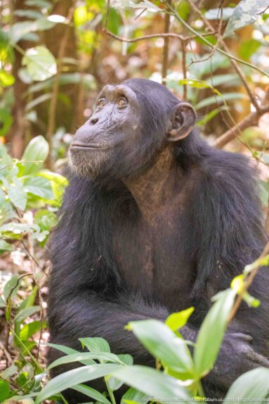Side view of a reclining eastern chimpanzee looking upward through sunlit green leaves.