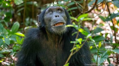 Front-facing eastern chimpanzee with dark fur and slightly open mouth amid green forest leaves.