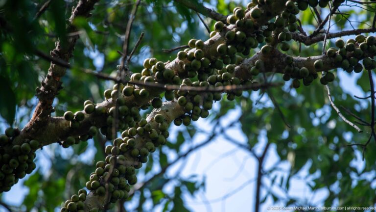 Clusters of small round green fruits packed along woody branches beneath leafy forest canopy.