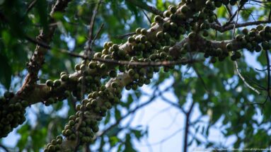 Clusters of small round green fruits packed along woody branches beneath leafy forest canopy.