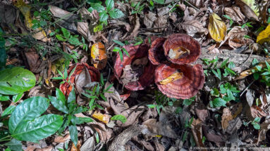 Cluster of glossy red-brown bracket fungi with concentric bands among leaf litter and green plants.