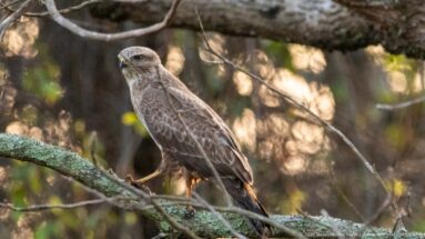 Brown forest raptor with pale eye and hooked bill perched on a lichen-covered branch.