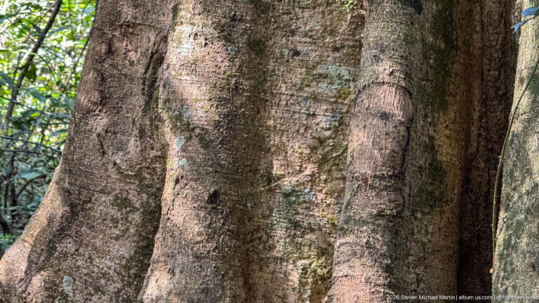 Massive tropical tree trunk with broad flared buttress roots rising from the forest floor.