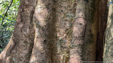 Massive tropical tree trunk with broad flared buttress roots rising from the forest floor.