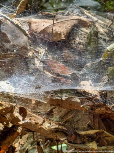 Fine sheet-like spider web spread across dry leaves and twigs on the forest floor.