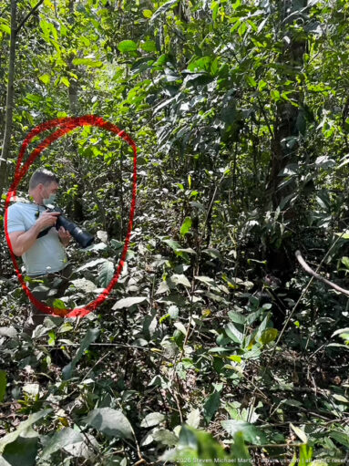 Photographer with long-lens camera standing among dense vines and broad-leaved understory in Budongo Forest.